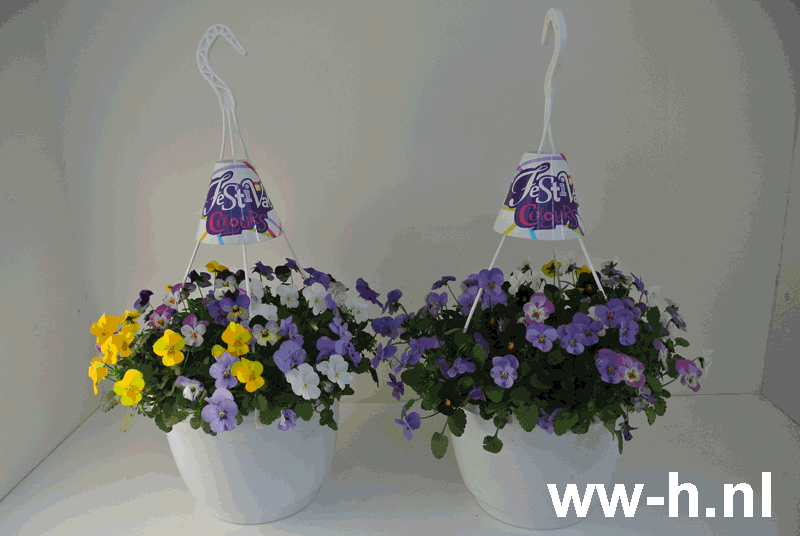 Viooltje Festival colors driekleurenmix hangpot 4,99 Viooltje Festival colors driekleurenmix hangpot 4,99